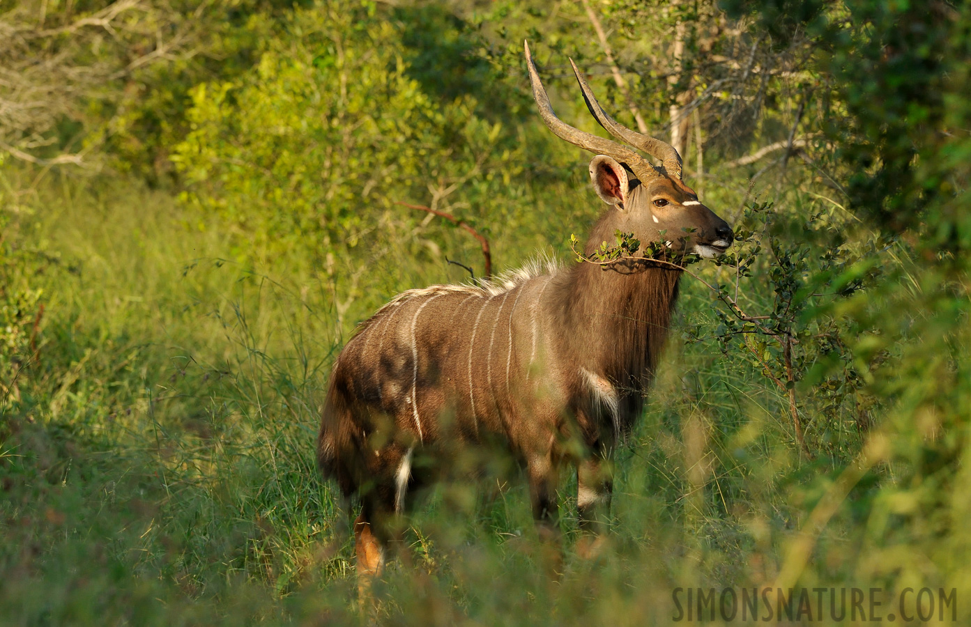 Nyala angasii [320 mm, 1/800 sec at f / 8.0, ISO 1600]